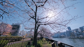 Cherry Blossoms in Spring