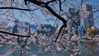 Cherry Blossoms in Spring - Photo 2