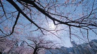 Cherry Blossoms in Spring - Photo 3