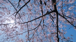 Cherry Blossoms in Spring - Photo 4